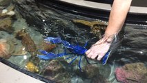 À Océanopolis, on chouchoute le homard bleu !
