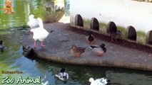 Funny Ducks playing in the water - Farm animals video for kids -