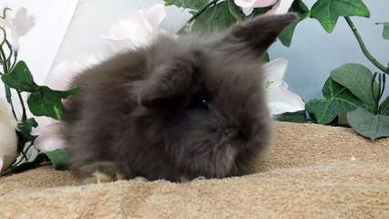 飯田祐巳もメロメロなふわふわうさぎ♪ (1)