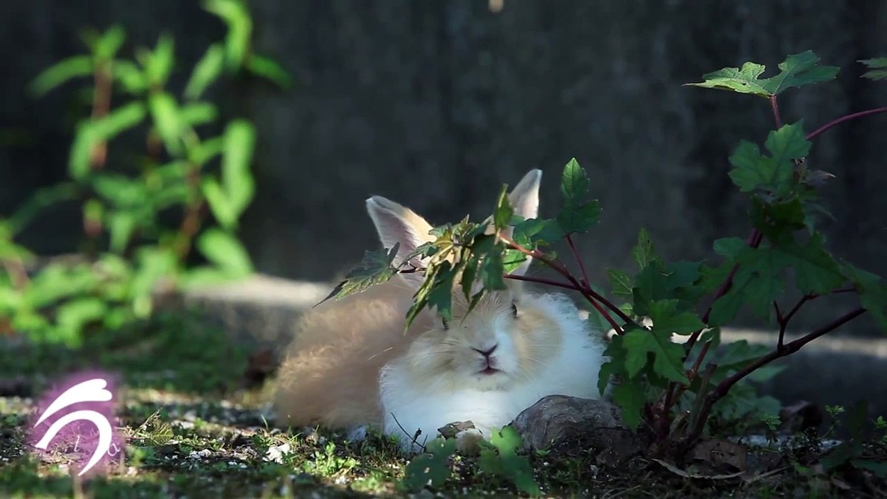飯田祐巳もメロメロなふわふわうさぎ♪ (4)