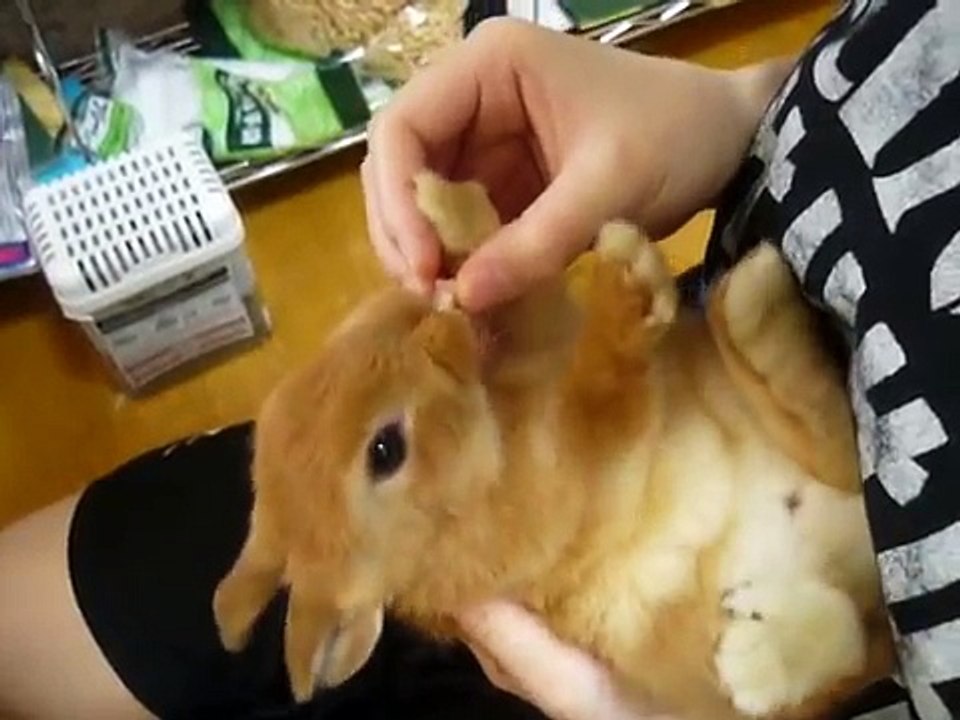 飯田祐巳もメロメロなふわふわうさぎ♪ (12)