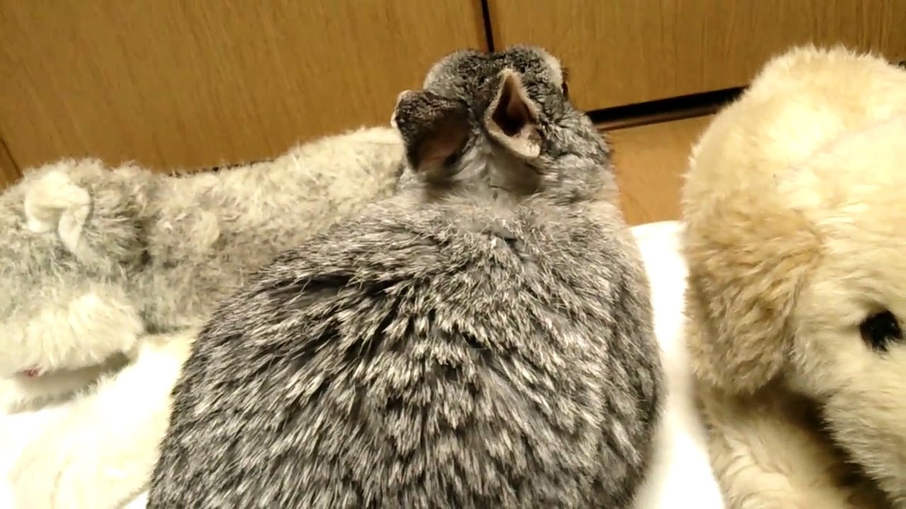 飯田祐巳もメロメロなふわふわうさぎ♪ (13)