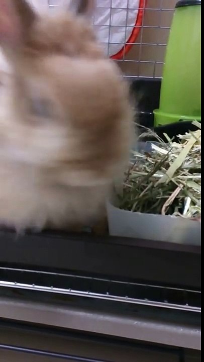 飯田祐巳もメロメロなふわふわうさぎ♪ (9)
