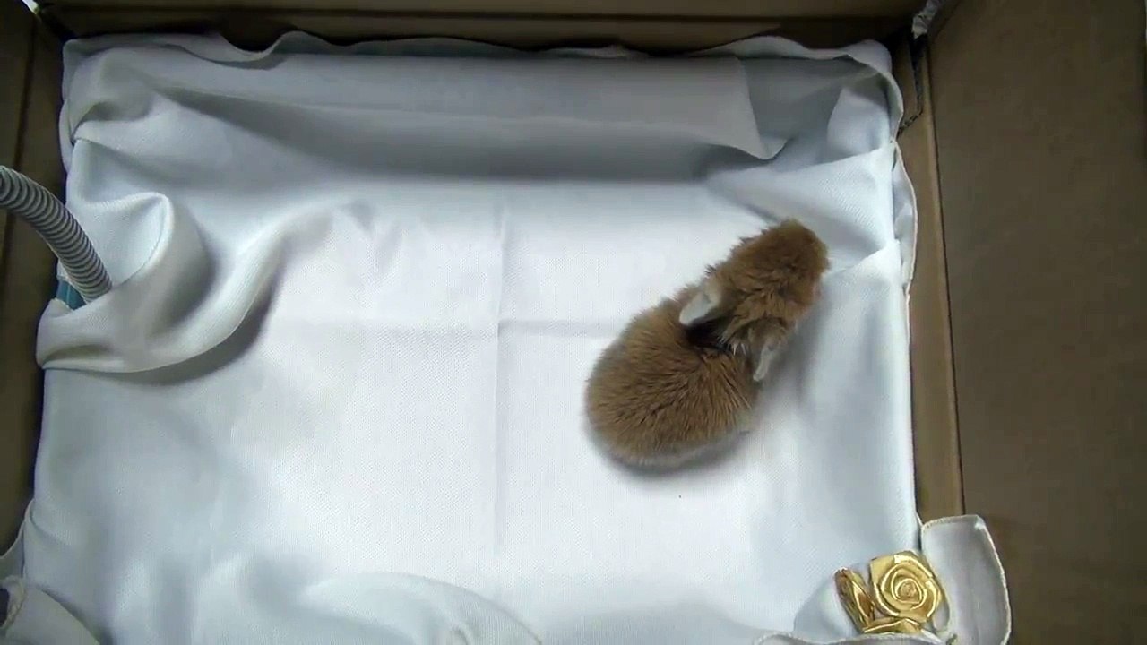 飯田祐巳もメロメロなふわふわうさぎ♪ (10)