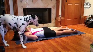 Dalmatian Interrupts Yoga Session  Can I play, too