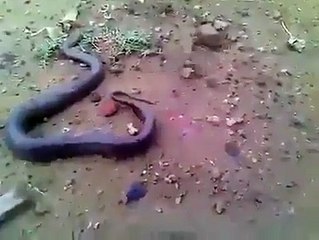 দেখলে অবাক হবেন সাপের পেট থেকে সরাসরি কত টি বাচ্চার জন্ম দিল