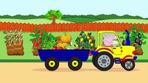 Peppa Pig on the tractor. Gardening. Vegetables for kids