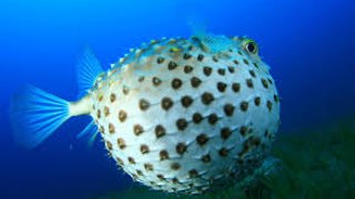 Amazing Fish Becomes Balloon || Never Seen Before || Must Watch