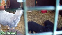 Sheep and lambs happy in his house on farm - Farm 34556456ds - Animais TV