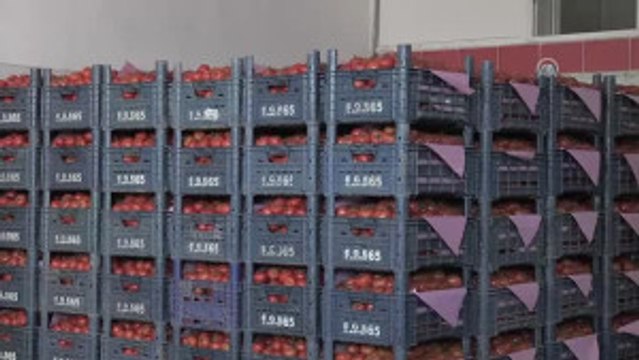 Yaş Meyve Sebze Sektöründe Gözler Rusya'ya Çevrildi - Antalya