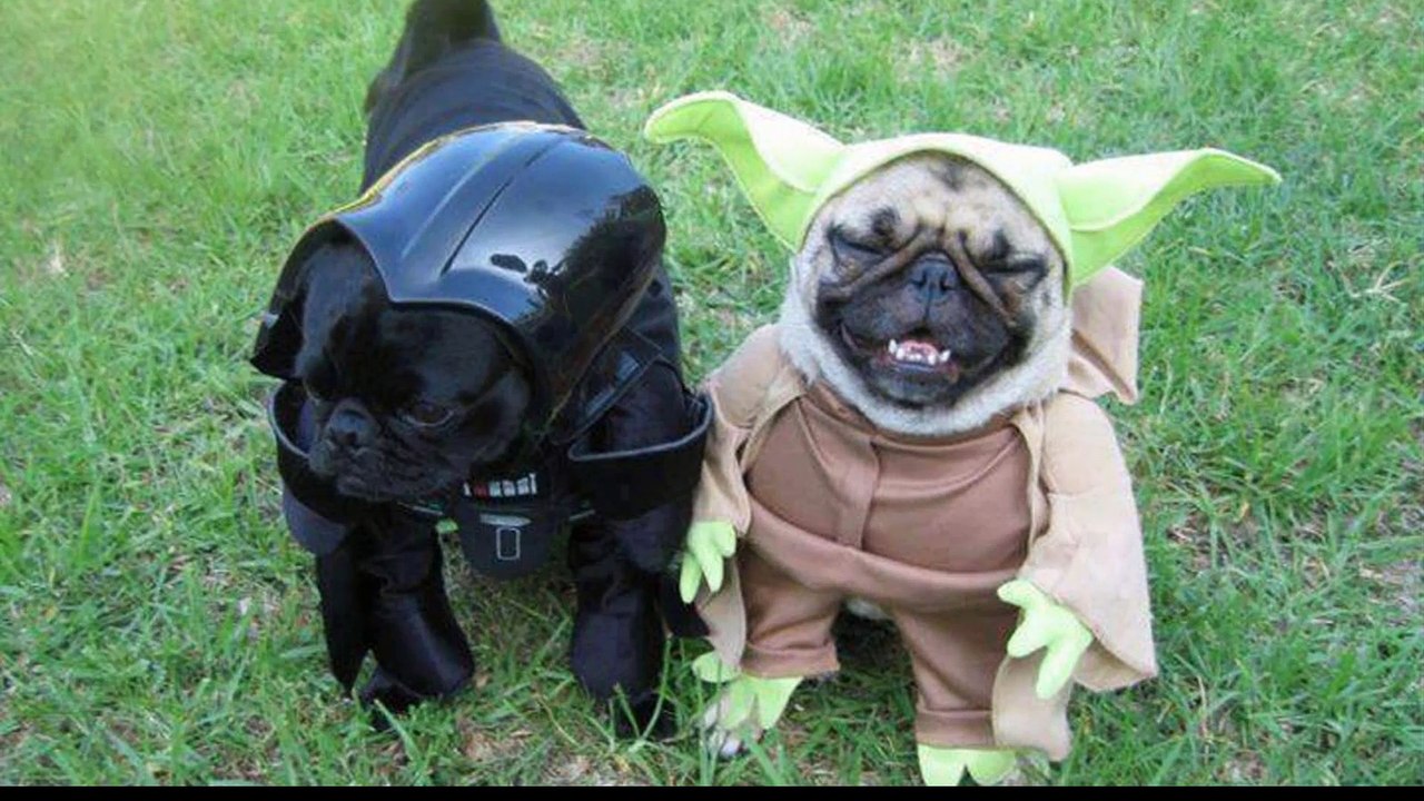 Funny animal pictures