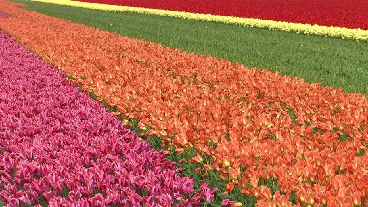 It’s tulip season!
