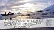 La vie secrète des baleines révélée par des caméras  sur leur peau