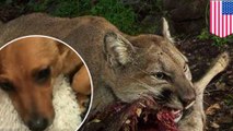 Mountain lion attack: Dog snatched by mountain lion from California home