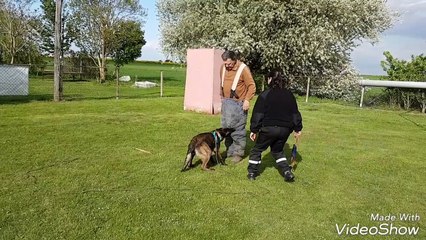 Thor débourrage mordant 6 mois. 4éme entraînement