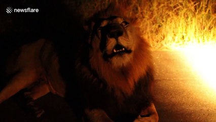 Lion roars and 'winks' at cameraman in Kruger National Park