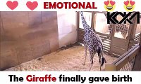 Emotional : April the giraffe finally gave birth