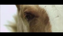 animals hourse-hi _41