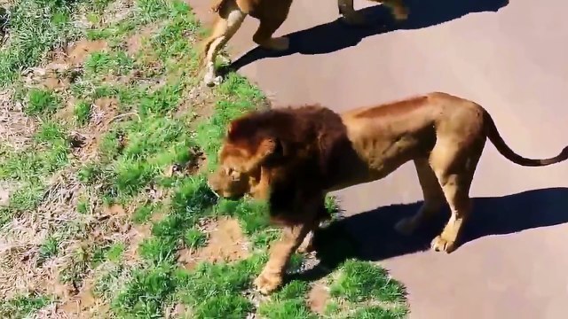 عالم الحيوانات والافتراس اقوى مقاطع قتال الاسود حتى الموت فى حدائق الحيوان المفتوحة وسط صراخ الناس