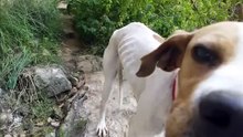 Un chien abandonné dans un ravin voit ses sauveurs…sa réaction est ÉMOUVANTE !
