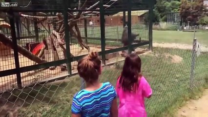 Fallait pas provoquer le babouin du zoo