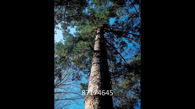 Double A Tree and Landscaping Services - (740) 217-8791