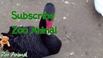 Real Duck Chickens Goos als - Farm Animals video for kids