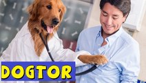 Top 10 jobs dogs could do better than human