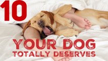 Top 10 Things Your Dog Totally Deserves To Do