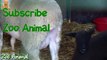 Sheep and lambs happy in his house on farm - Farmfsdds animals video for Kids - An