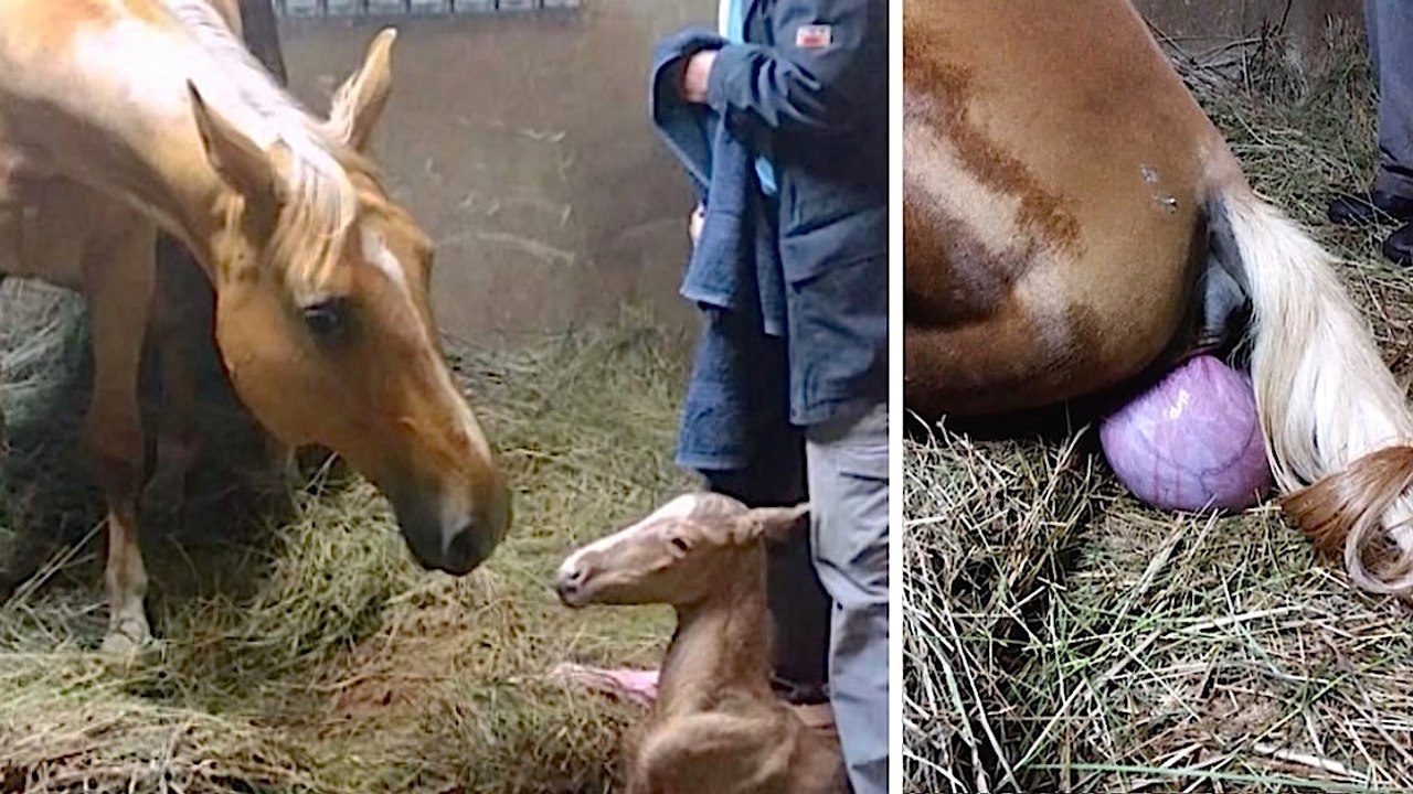 Pregnant Horse Gives Birth To Foal, But They Notice Her Strange Afterbirth And Come Running
