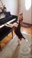 Buddy Mercury Sings Funny and cute beagle who plays piano - Dog funny - OMG VIDEO
