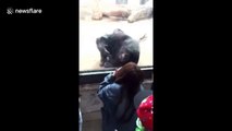 Chimpanzee blows kisses to zoo visitor