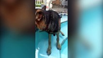 Ce chien exténué n'a pas la force de sortir de la piscine !