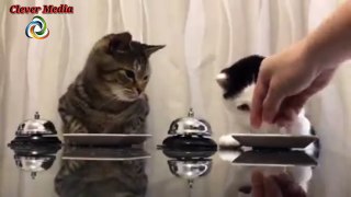 Funny Cats Acting Like Human Compilation