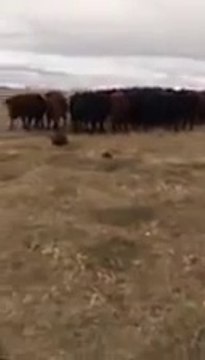 Ce troupeau de vaches curieuses suit un castor...