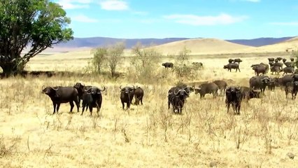 عالم الحيوانات والافتراس ◄ جاموس يقاوم اربعة اسود مفترسة تقوم بإلتهامه حيا دون رحمة فى مشهد مؤلم