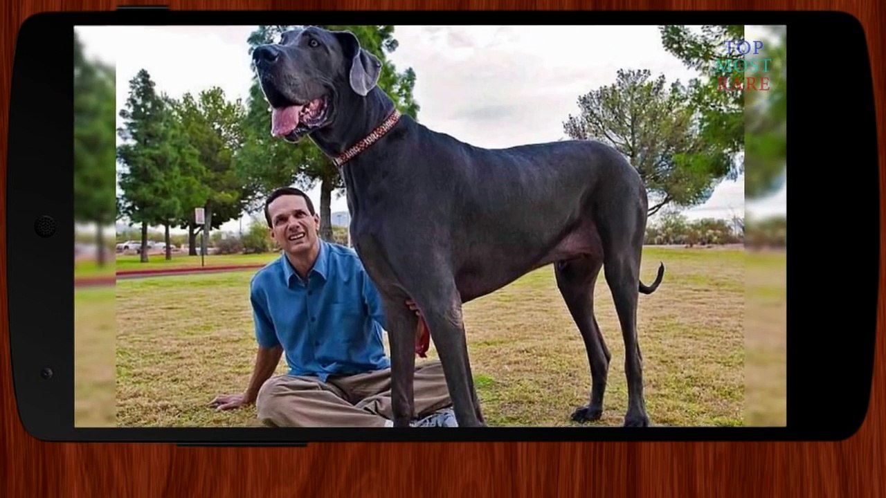 World's 5 Fattest, Strongest, Smallest, Biggest Dogs  - TMR 30 - TOP MOST RARE