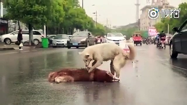 Tellement triste, ce chien essaie désespérément de réveiller son ami qui vient d’être percuté