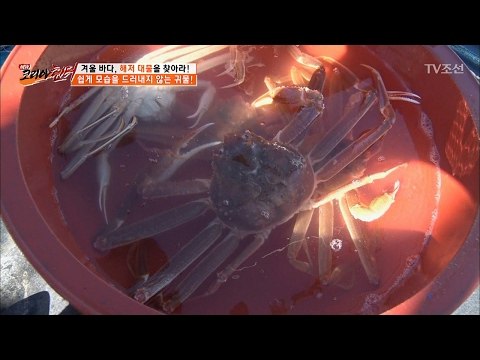 한 마리에 10만원! 엄청난 크기의 대게! [뉴 코리아 헌터] 37회 20170213