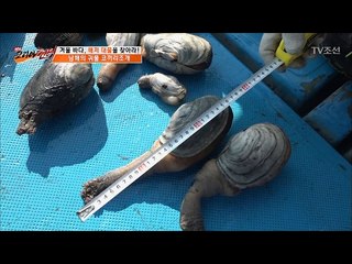 역대급 대형 조개! 코끼리 조개의 길이는?! [뉴 코리아 헌터] 37회 20170213