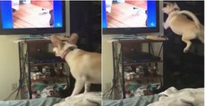 Cão fica eufórico ao ver outros cães na televisão e tenta encontrá-los para brincar... SO CUTE!
