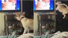 Cão fica eufórico ao ver outros cães na televisão e tenta encontrá-los para brincar... SO CUTE!