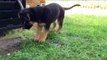 German Shepherd Puppy Shows Garden Hose Who's Boss