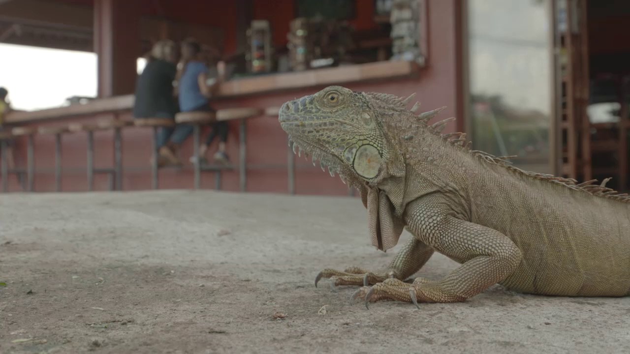 The road is alive with sloths, Iguanas & crocodiles