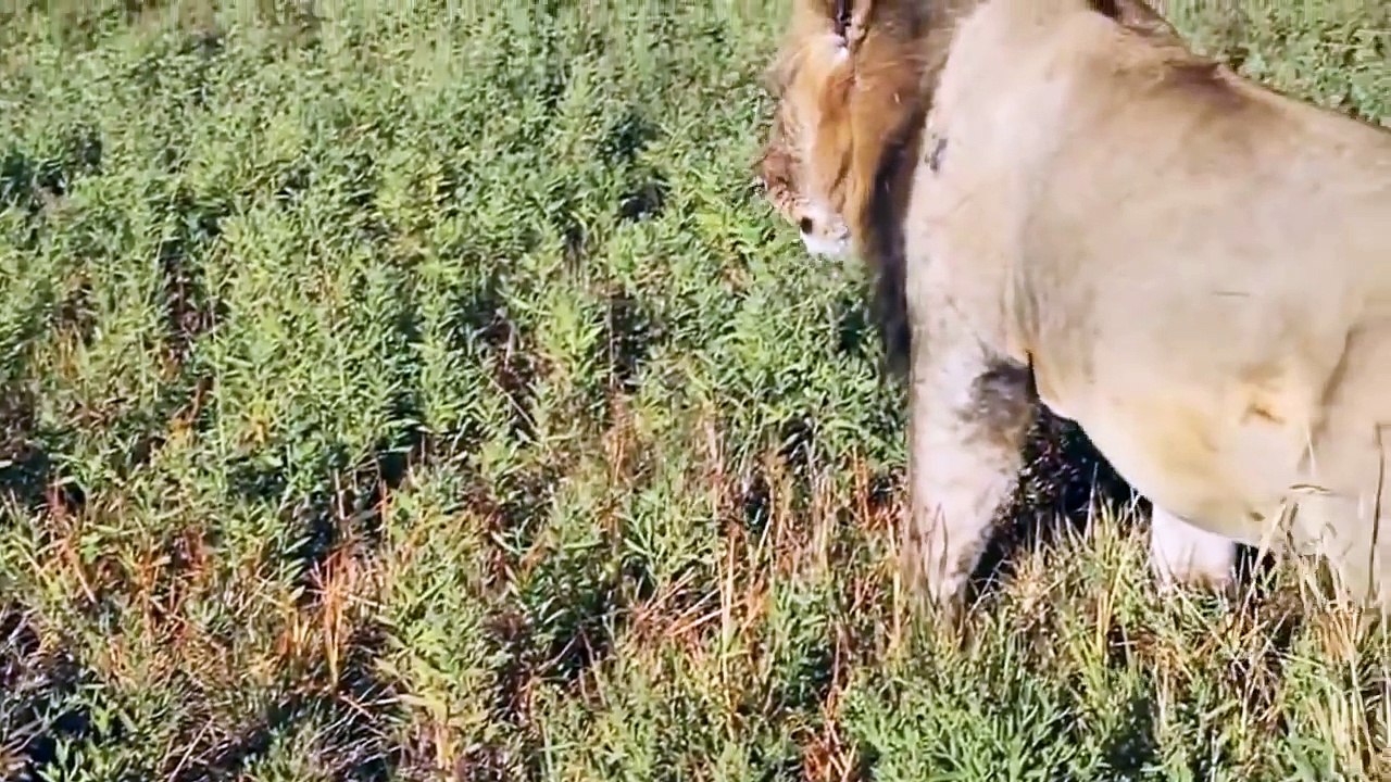 Top 10 Funniest Farts Animal in the World HD