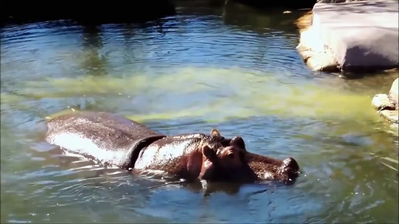 Farting animals compilation funny cats dogs horses passing gas
