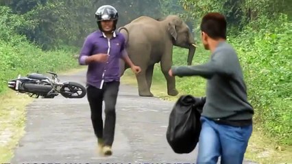 Funny Animal - Elephent Chasing People
