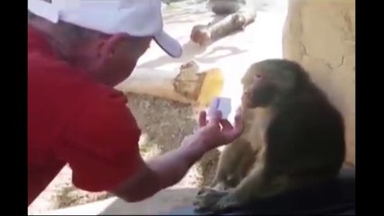 baboon react to magic trick - funny animal