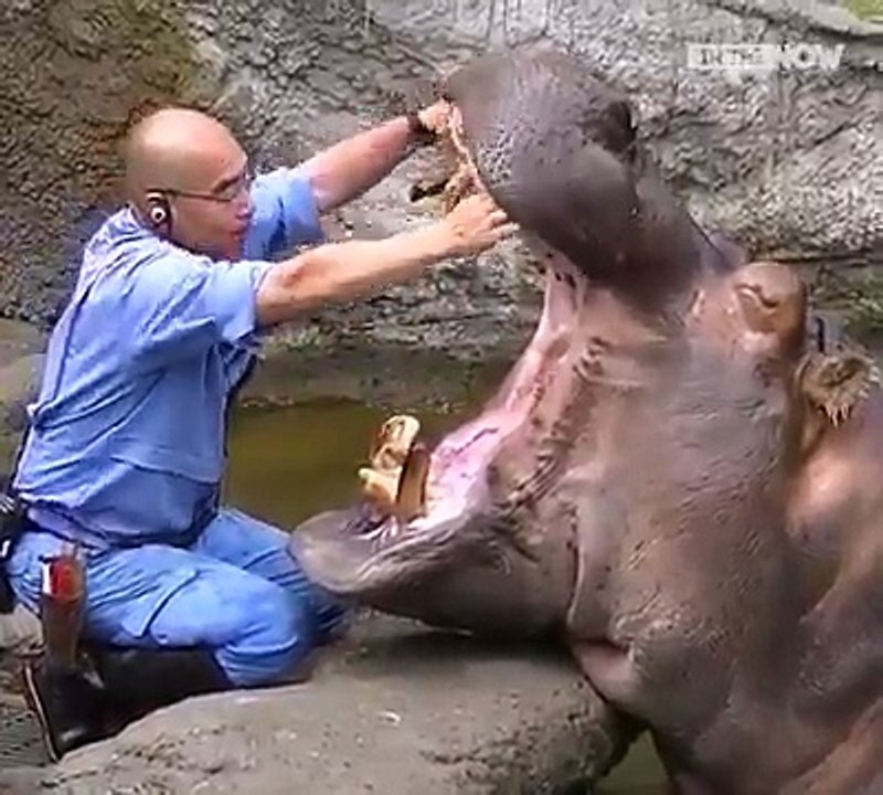 Whatsapp VIDEO - Crazy Animals In The World